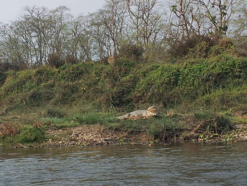 5 Days with One Tower Night Stay in Chitwan National Park - FAQs