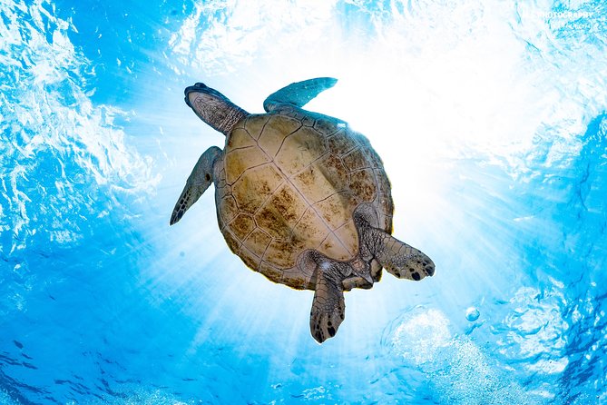 5 Fun Dives in Pemuteran (For Certified Divers) - Exploration in Menjangan Park - Health and Safety Considerations