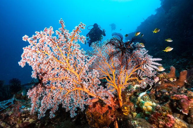 5 Fun Dives in Pemuteran (For Certified Divers) - Exploration in Menjangan Park - Booking Process and Policies