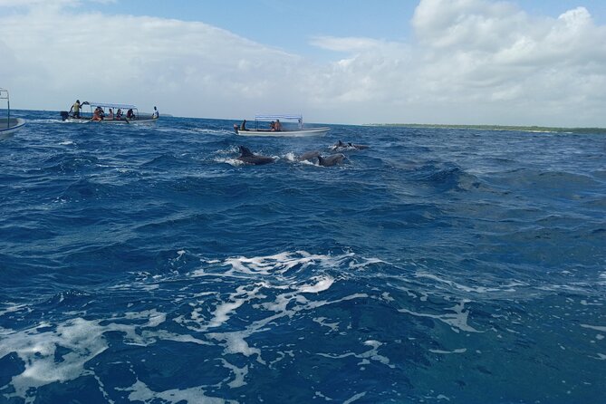 5-Hour Snorkeling, Swimming With Dolphins and Sea Turtles Aquarium - Recommendations for Travelers
