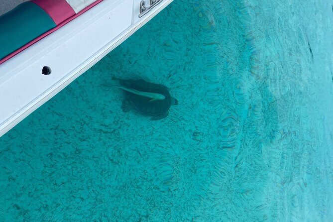 5 Hours Pigs and Turtles with Beach Stop in Bahamas - The Sum Up: Who Should Consider This Tour?