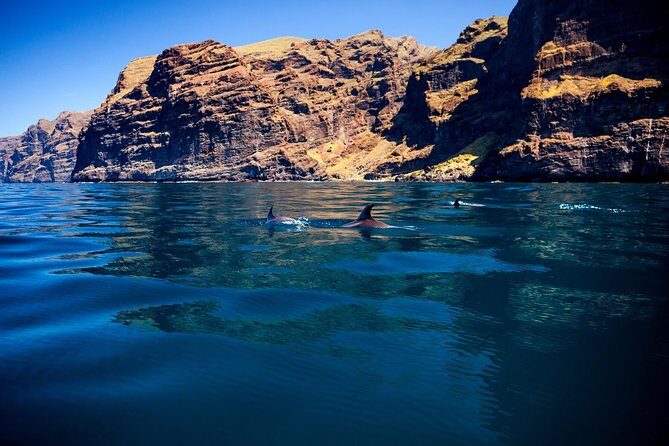 5 hrs. Watching and listening whales and dolphins visiting Los Gigantes - An Authentic Marine Adventure