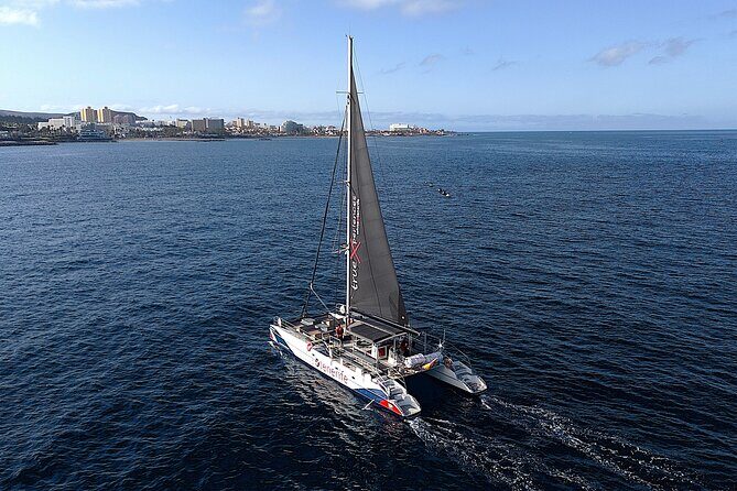 5 hrs. Watching and listening whales and dolphins visiting Los Gigantes - How Does It Compare to Other Tours?
