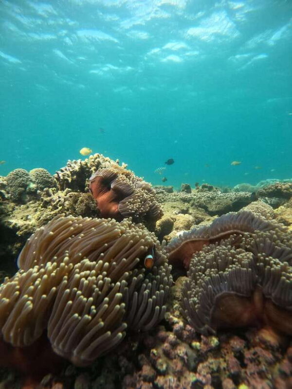 5 Secret Gili Boat Trip & Snorkeling in Southwest Of Lombok - The Sum Up