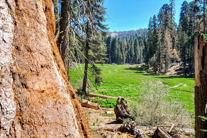 5 Star Rated Winter Private Tour in Sequoia - About the Provider