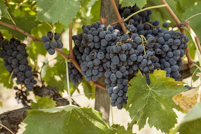 5 Wine Tastings in San Gimignano - Tasting Details and Inclusions