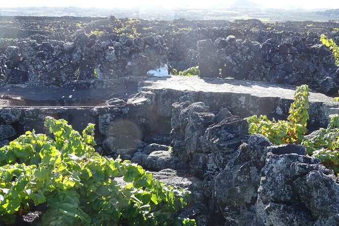 500 years of vines and 300,000 years of island, an infinite story - Who Will Find This Tour Most Valuable?