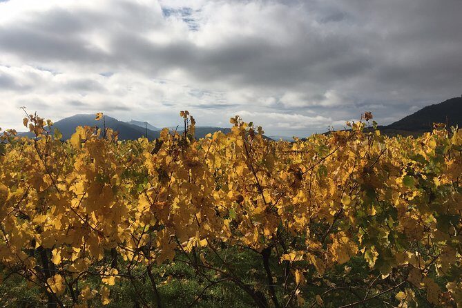 5H00 ALSACE PRIVATE TOUR-Castle, Villages, Wine, Friendly Driver - The Sum Up