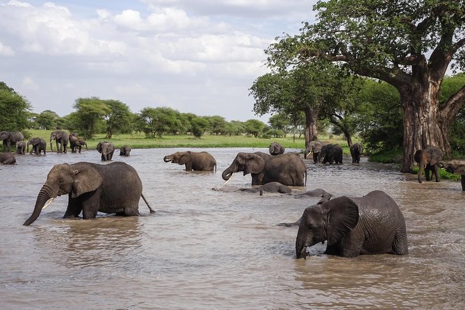 6-Day Budget Lodge Safari in Tanzania - Transportation and Transfers