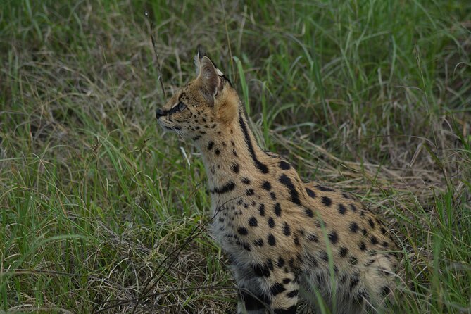 6-Day Essence of Serengeti & Ngorongoro Migration Safari - Accommodation and Dining