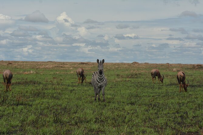 6-Day Essence of Serengeti & Ngorongoro Migration Safari - Professional Guide and Driver