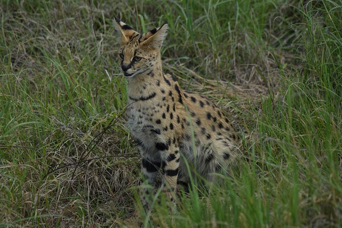 6-Day Essence of Serengeti & Ngorongoro Migration Safari - Frequently Asked Questions
