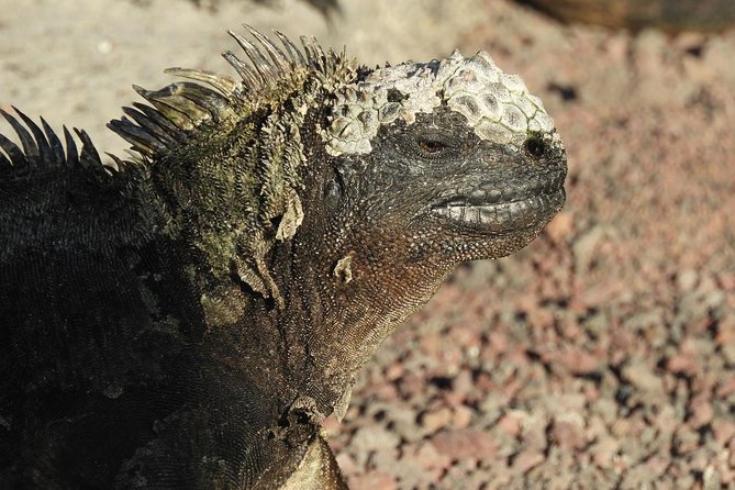 6-Day Galapagos Superior Adventure (Tourist Superior Class) - Unique Wildlife Encounters