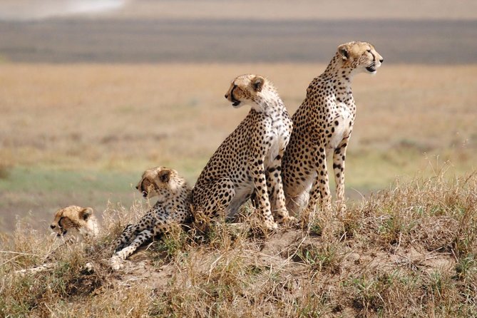 6 Day: Magnificent Wildlife Adventure - Itinerary Highlights