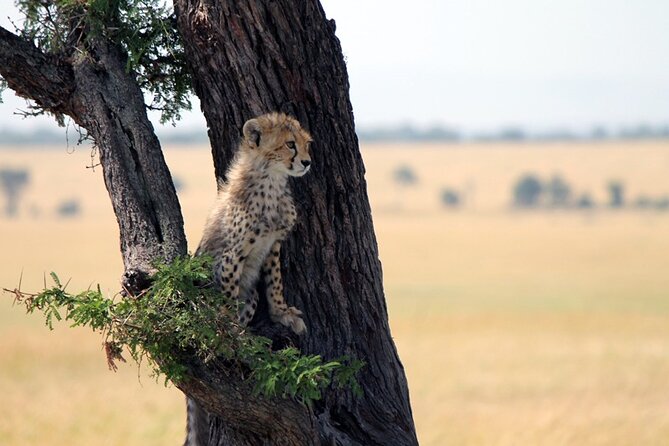 6-Day Tanzania Adventures Safaris - Group Joining Camping Safaris - Inclusions and Exclusions