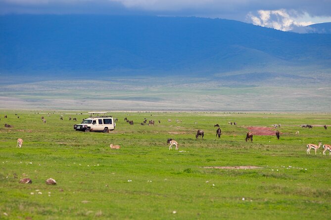 6 Day Tanzania Budget Camping Safari From Arusha. - Testimonials and Reviews