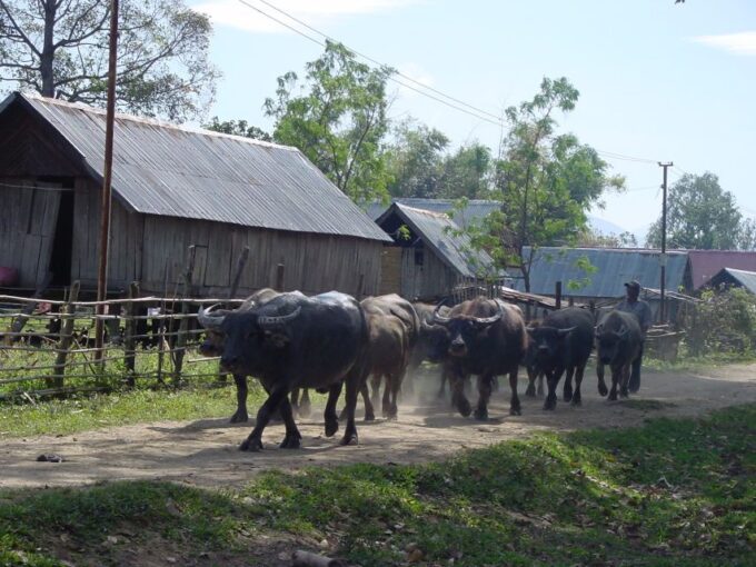 6-Day Tour From Hoi an to Da Lat via Ho Chi Minh Trail - Day 5 Highlights
