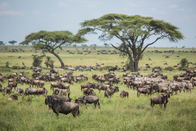 6 Days 5 Nights Safari Ngorongoro, Serengeti and Tarangire National Parks - Wildlife Encounters
