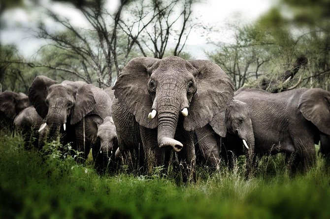 6 Days 5 Nights Safari Ngorongoro, Serengeti and Tarangire National Parks - Accommodations and Meals