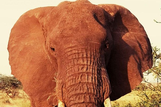 6 Days Amboseli, Lake Nakuru and Masai Mara - Health and Accessibility