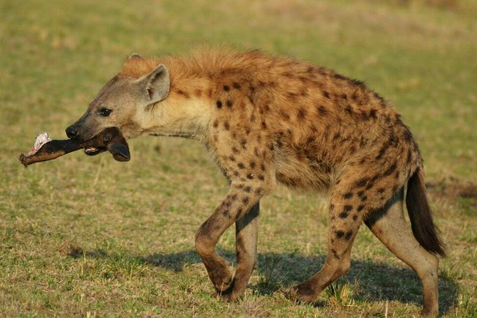 6 Days Amboseli, Lake Nakuru and Masai Mara - Pricing Information