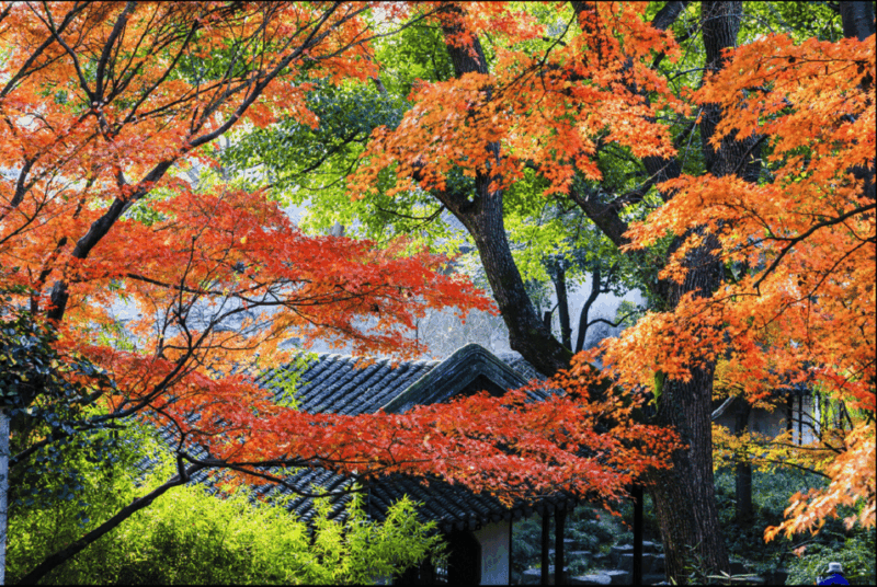 6 Days: Discover South of Yangtze & The Majestic Huangshan - Important Information