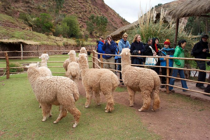 6 Days Exploring Cusco, Sacred Valley & Machu Picchu - Pricing and Booking Details