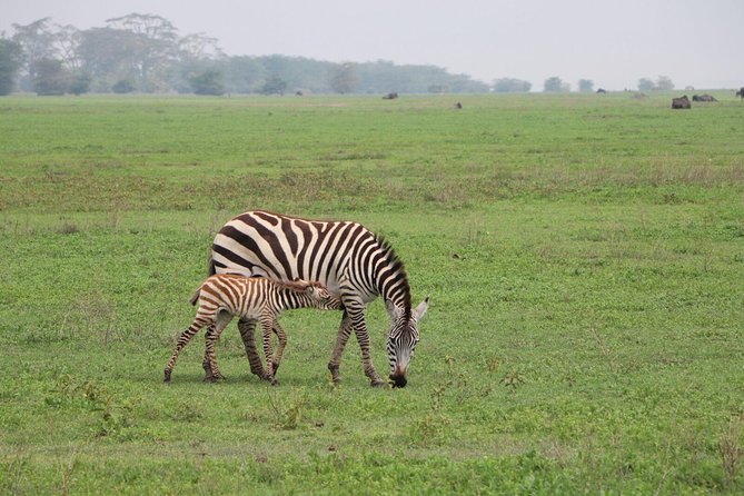 6 Days Joining Group Safari to Tarangire,Serengeti,Ngorongoro & Manyara Tanzania - Accommodation and Meals