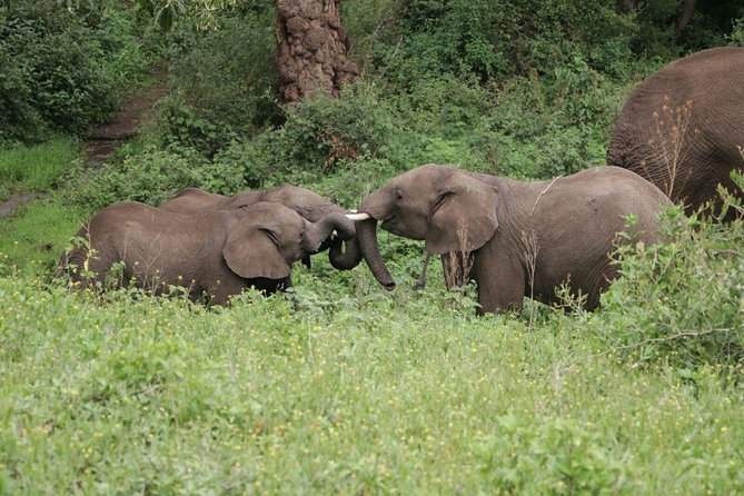 6 Days Joining Group Safari to Tarangire,Serengeti,Ngorongoro & Manyara Tanzania - Tour Logistics