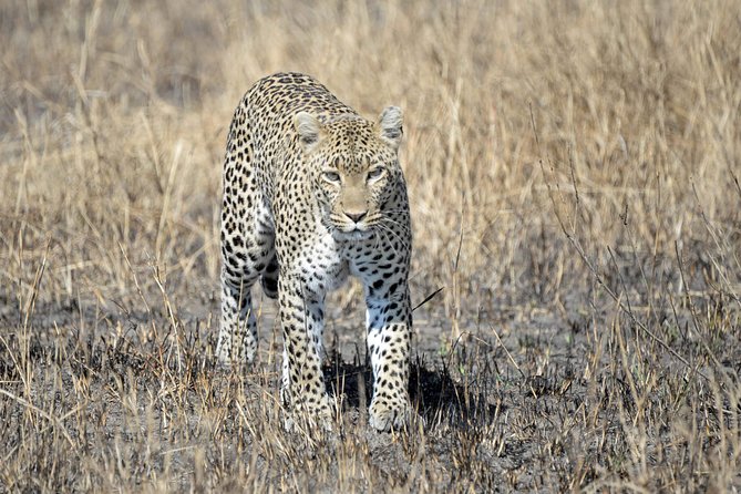 6 Days Joining Group Safari to Tarangire,Serengeti,Ngorongoro & Manyara Tanzania - Meeting and Pickup