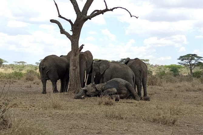 6 Days Joining Group Safari to Tarangire,Serengeti,Ngorongoro & Manyara Tanzania - Pricing and Cancellation