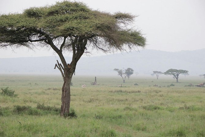 6 Days Joining Group Safari to Tarangire,Serengeti,Ngorongoro & Manyara Tanzania - Wildlife Encounters