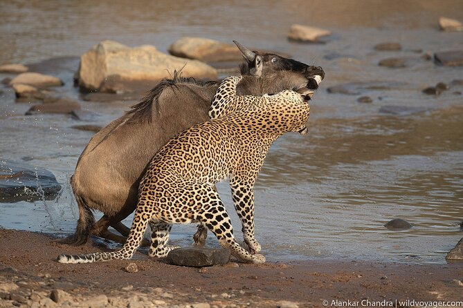 6 Days Kenya Adventure Wildlife Safari - Highlights of the Adventure