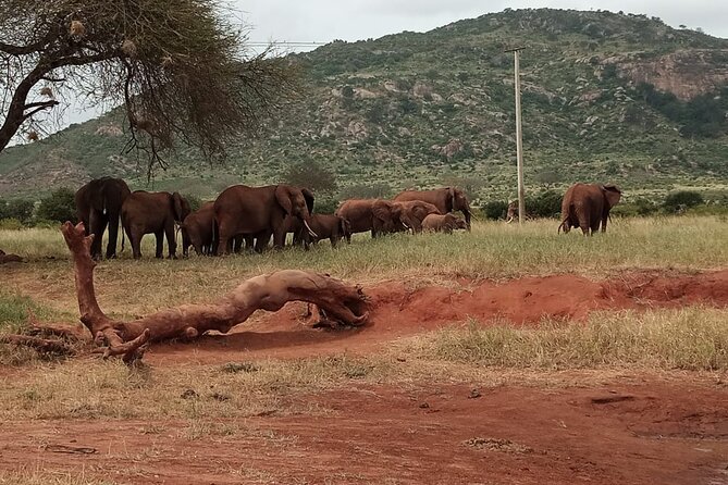 6 Days Kenya Masai Mara,Lake Nakuru & Amboseli Wildlife Safari - Discovering Amboselis Elephants