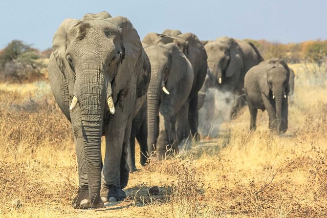 6 Days Lodge & Tented Camp Luxury - The Serengeti Trail & Tarangire - Wildlife Viewing Opportunities