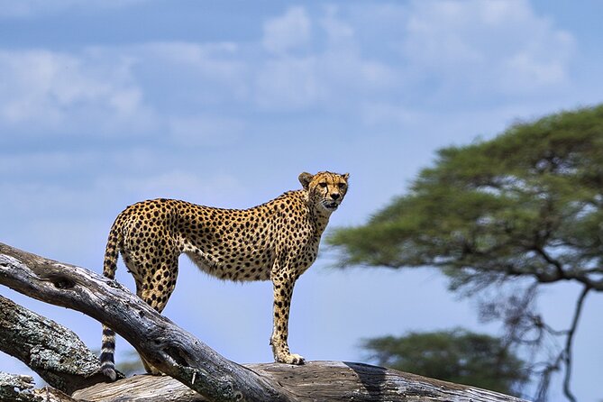 6 Days Luxury Migration Safari-Northern Tanzania - Pickup and Schedule