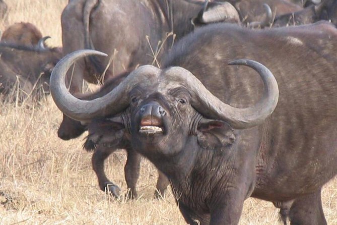 6 Days Mara River Crossing - The Great Migration - Itinerary for 6 Days