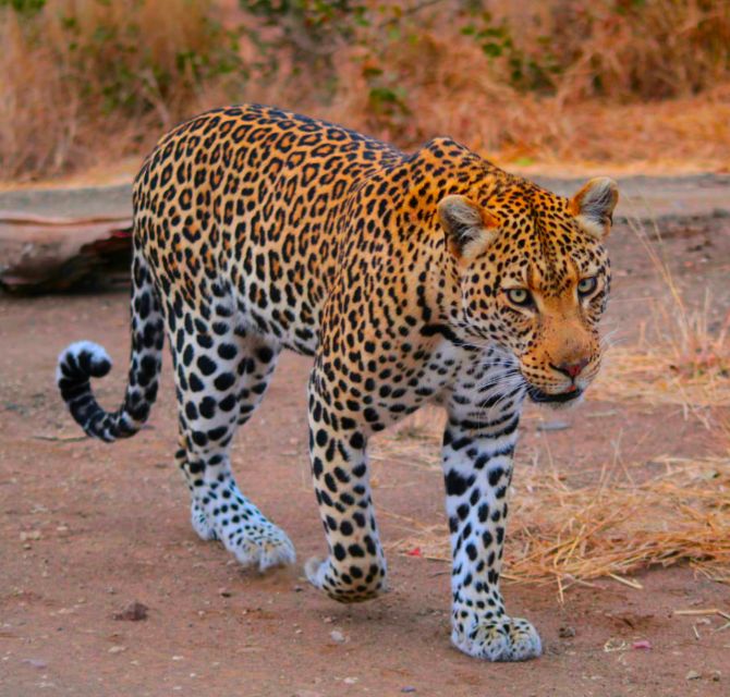 6 Days of The Best of Johannesburg Experience - Discover Pretoria and Safari