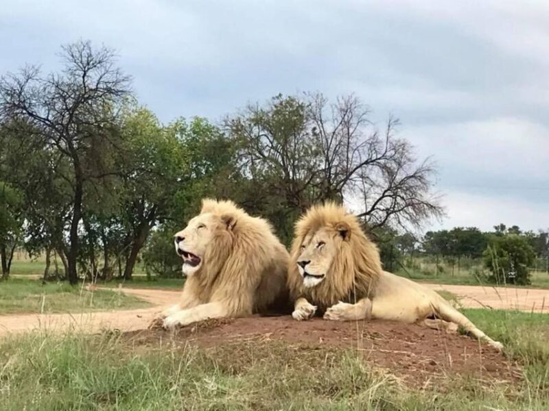 6 Days of The Best of Johannesburg Experience - Pilanesberg National Park Adventure