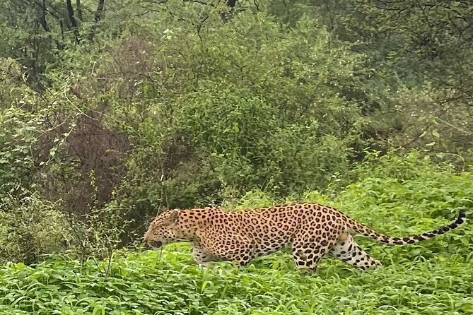 6-Days Private Luxury Golden Triangle Tour With Jhalana Safari - Luxurious Accommodation Options