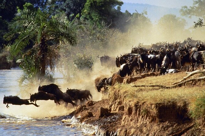 6 Days Safari - Visit; Masai Mara, Lake Nakuru & Amboseli - Reviews and Ratings
