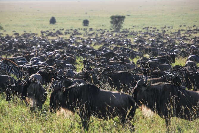 6 Days Serengeti Classic Safaris Odyssey in Tanzania - Cultural Immersion in Local Communities