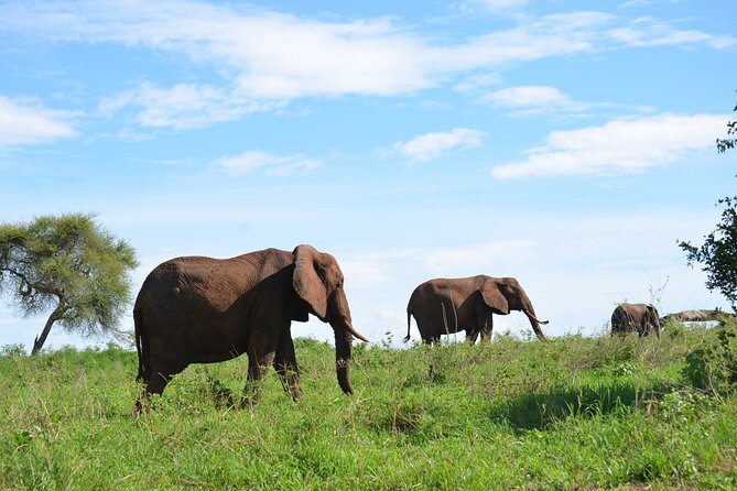 6 Days Tanzania Budget Safari - Traveler Feedback and Reviews