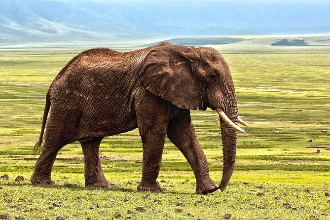 6 Days Tarangire,Serengeti, Ngorongoro & Manyara Mid-range Camping Safari Tour - Health Considerations