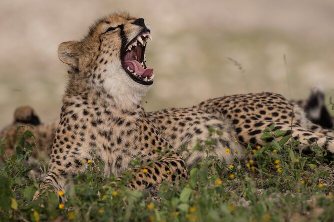 6 Days-The Best of Tanzania Safari - Wildlife and Nature Highlights