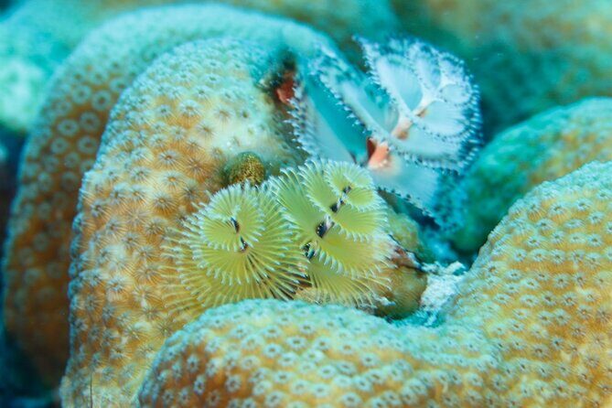 6 days Unlimited Diving Air and Nitrox package - Key Points