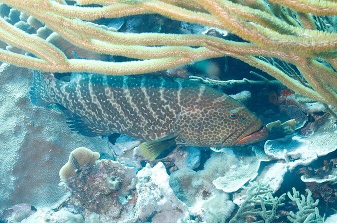 6 days Unlimited Diving Air and Nitrox package - Who is This Tour Best For?