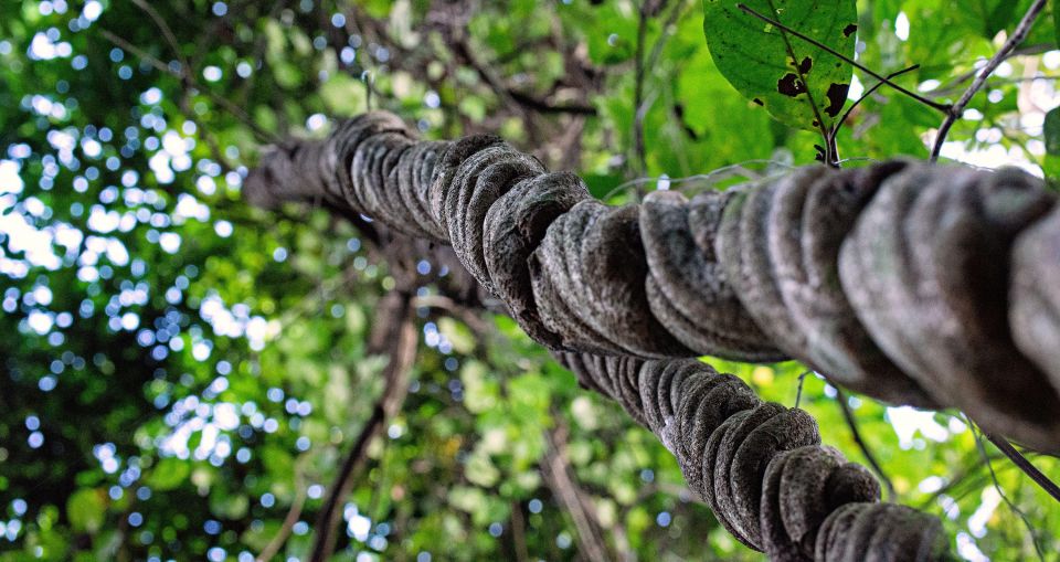 6-Hour Ayahuasca Ceremony - Participant Guidelines