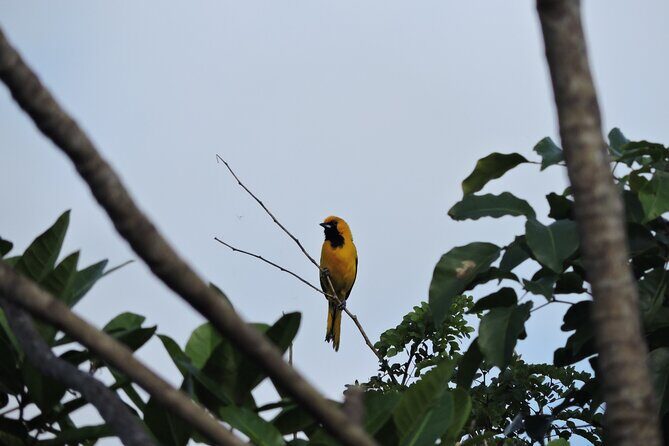 6-Hour Birdwatching Ruta de los Cenotes Playa del Carmen - Introduction: Is This Tour Right for You?