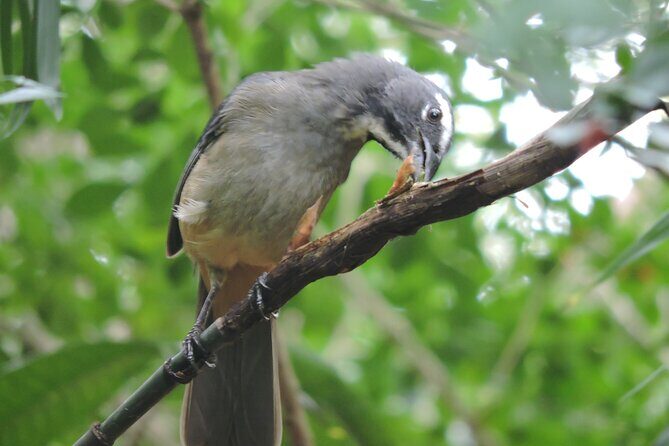6-Hour Birdwatching Ruta de los Cenotes Playa del Carmen - The Sum Up: Who Should Consider This Tour?